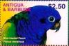 Colnect-3397-640-Blue-headed-Parrot%C2%A0Pionus-menstruus.jpg