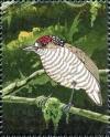 Colnect-3523-344-White-barred-Piculet-Picumnus-cirratus.jpg