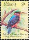 Colnect-4128-858-Rufous-collared-Kingfisher-Halcyon-concreta.jpg