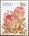 Colnect-511-351-Broad-leaved-sugarbush-Protea-eximia.jpg