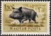 Colnect-597-451-Wild-Boar-Sus-scrofa.jpg