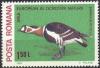 Colnect-741-332-Red-breasted-Goose-Branta-ruficollis.jpg