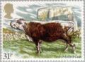 Colnect-122-353-Irish-Moiled-Bos%C2%A0primigenius-taurus.jpg