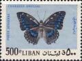 Colnect-1378-326-Blue-spotted-Charaxes-Charaxes-ameliae.jpg