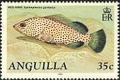 Colnect-1931-234-Red-Hind-Epinephelus-guttatus.jpg