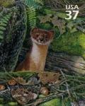 Colnect-202-336-Long-tailed-Weasel-Mustela-frenata.jpg