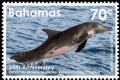 Colnect-3228-858-Rough-toothed-Dolphin-Steno-bredanensis.jpg