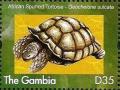 Colnect-3532-062-African-Spurred-Tortoise-Geochelone-sulcata.jpg