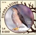 Colnect-3566-071-Sharp-shinned-Hawk---Accipiter-striatus.jpg