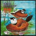 Colnect-5344-327-White-headed-Duck-Oxyura-leucocephala.jpg