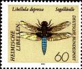 Colnect-5381-556-Broad-bodied-Chaser-Libellula-depressa.jpg