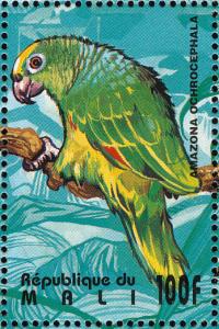 Colnect-2376-015-Yellow-crowned-Amazon-Amazona-ochrocephala.jpg