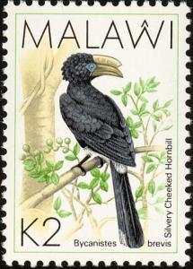 Colnect-864-300-Silvery-cheeked-Hornbill-Bycanistes-brevis.jpg