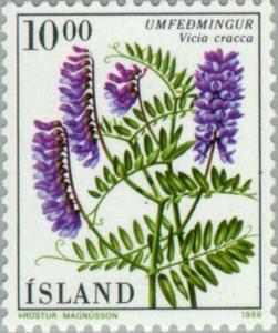 Colnect-165-286-Tufted-vetch-Vicia-cracca.jpg