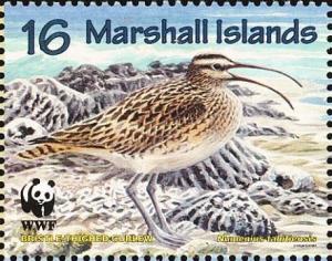 Colnect-1010-659-Bristle-thighed-Curlew-Numenius-tahitiensis.jpg