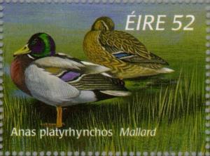 Colnect-129-349-Mallard-Anas-platyrhynchos.jpg