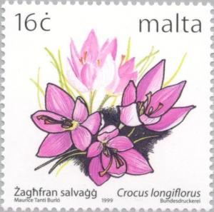 Colnect-131-373-Yellow-Throated-Crocus---Crocus-longiflorus.jpg