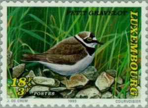 Colnect-134-885-Little-Ringed-Plover-Charadrius-dubius.jpg