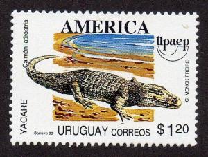 Colnect-1443-694-Broad-snouted-Caiman-Caiman-latirostris.jpg