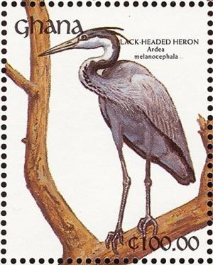 Colnect-1459-814-Black-headed-Heron-Ardea-melanocephala.jpg