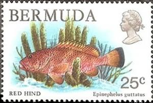 Colnect-1491-883-Red-Hind-Epinephelus-guttatus.jpg