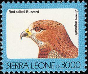 Colnect-1618-006-Red-necked-Buzzard-Buteo-auguralis.jpg