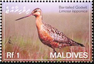 Colnect-1631-421-Bar-tailed-Godwit-Limosa-lapponica.jpg