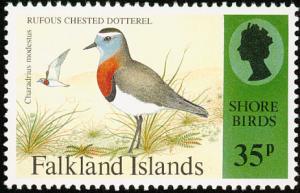 Colnect-1674-585-Rufous-chested-Plover-Charadrius-modestus.jpg