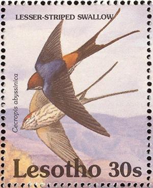 Colnect-1725-570-Lesser-Striped-Swallow-Cecropis-abyssinica.jpg