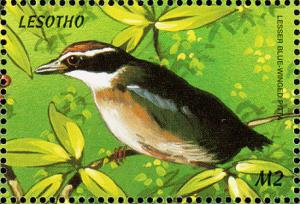 Colnect-1725-636-Blue-winged-Pitta-Pitta-moluccensis.jpg