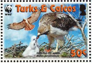 Colnect-1764-406-Red-tailed-Hawk-Buteo-jamaicensis.jpg