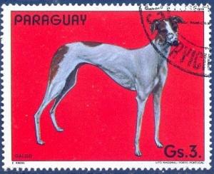 Colnect-2321-503-Greyhound-Canis-lupus-familiaris.jpg