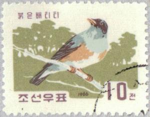 Colnect-2613-460-Brown-headed-thrush-Turdus-chrysolaus.jpg