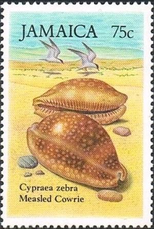 Colnect-2651-920-Measled-Cowrie-Cypraea-zebra.jpg