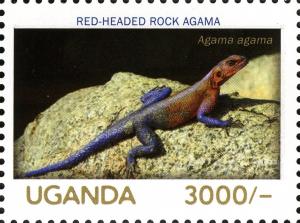 Colnect-3053-189-Red-headed-Rock-Agama-Agama-agama.jpg