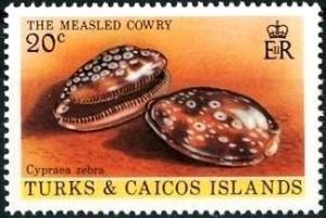 Colnect-3083-179-Measled-Cowry-Cypraea-zebra-.jpg