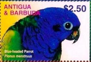 Colnect-3397-640-Blue-headed-Parrot%C2%A0Pionus-menstruus.jpg