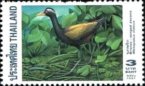 Colnect-3414-604-Bronze-winged-Jacana-Metopidius-indicus.jpg