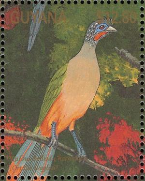 Colnect-3516-448-Rufous-bellied-Chachalaca-Ortalis-wagleri.jpg