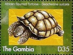 Colnect-3532-062-African-Spurred-Tortoise-Geochelone-sulcata.jpg