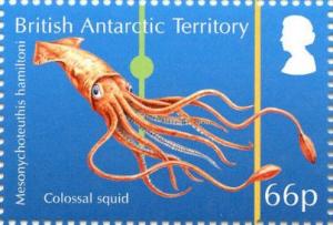 Colnect-3716-134-Colossal-Squid-Mesonychoteuthis-hamiltoni.jpg