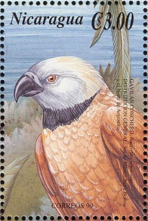 Colnect-3803-038-Black-collared-Hawk-Busarellus-nigricollis.jpg