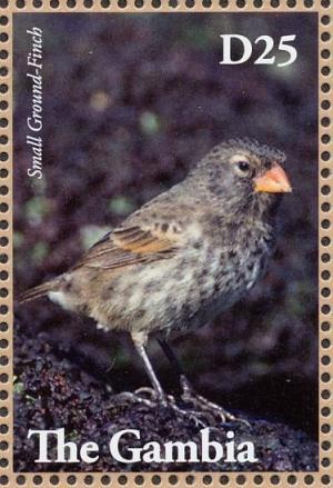 Colnect-3805-308-Small-Ground-Finch-Geospiza-fuliginosa.jpg