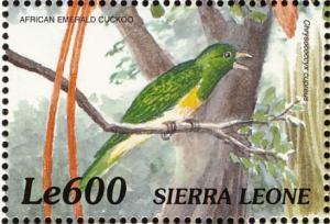 Colnect-3807-349-African-Emerald-Cuckoo-Chrysococcyx-cupreus.jpg