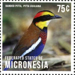 Colnect-4235-786-Banded-Pitta-Pitta-guajana.jpg