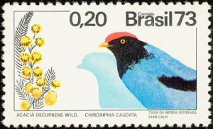 Colnect-4396-914-Swallow-tailed-manakin-Chiroxiphia-caudata.jpg