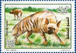 Colnect-464-848-Striped-Hyena-Hyaena-hyaena.jpg