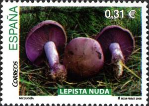 Colnect-577-129-Wood-Blewit-Mushroom.jpg