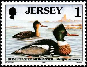 Colnect-6227-648-Red-breasted-Merganser-Mergus-serrator.jpg