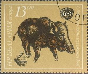 Colnect-629-762-Wild-Boar-Sus-scrofa.jpg